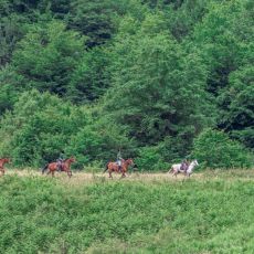 Ranch Equus Igni