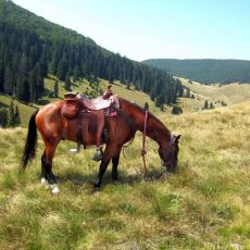 Linden Tree Retreat and  Ranch