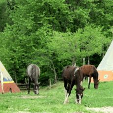 Linden Tree Retreat and  Ranch