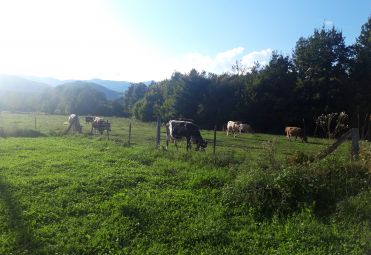 Family Farm Starčević