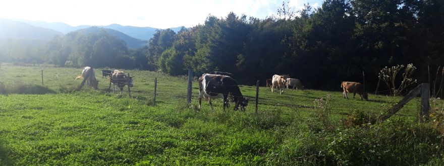 Family Farm Starčević