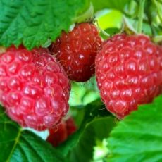 OPG Borčić Bertil Vladimir