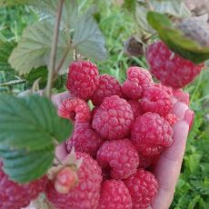 OPG Borčić Bertil Vladimir