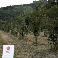 OPG Pavičić Ivica