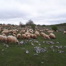 OPG Obućina Katica
