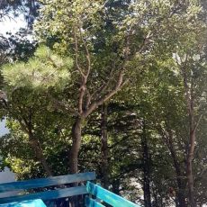 Ribarica Go Green
