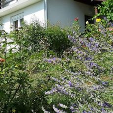 Studio apartman Metlača