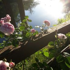 Apartman Riverside