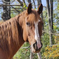 Mystic Mountain Ranch (OPG Popravak)