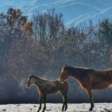 Mystic Mountain Ranch (OPG Popravak)