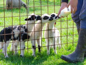 Keča Perica family farm