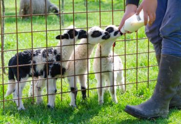 Keča Perica family farm