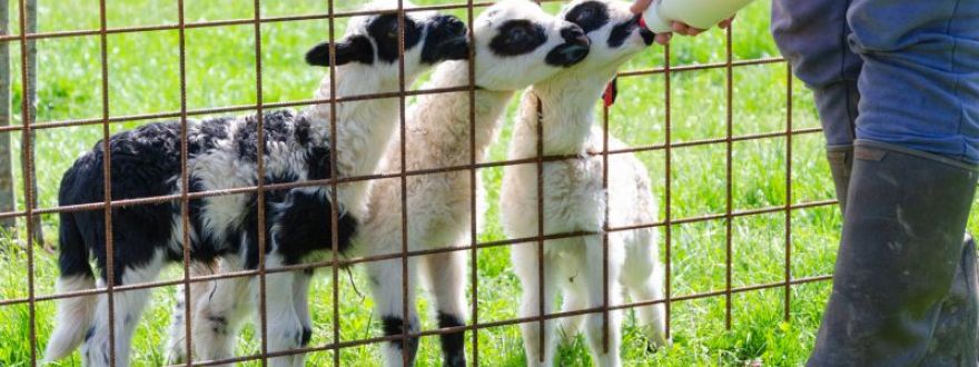 Keča Perica family farm