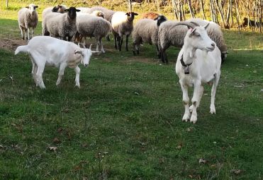 Krpan Tomislav family farm