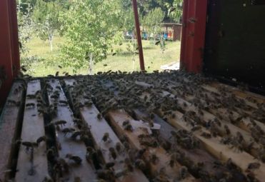 OPG Pčelarstvo i stočarstvo Kasumović