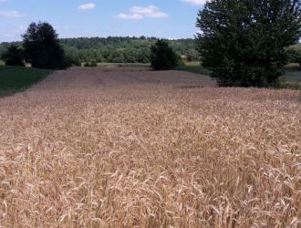 Brozinčević Željko family farm
