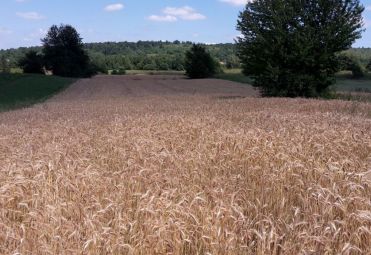 Brozinčević Željko family farm