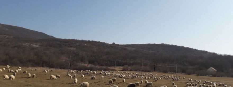 OPG Graovac Dušan OPG Graovac Dušan