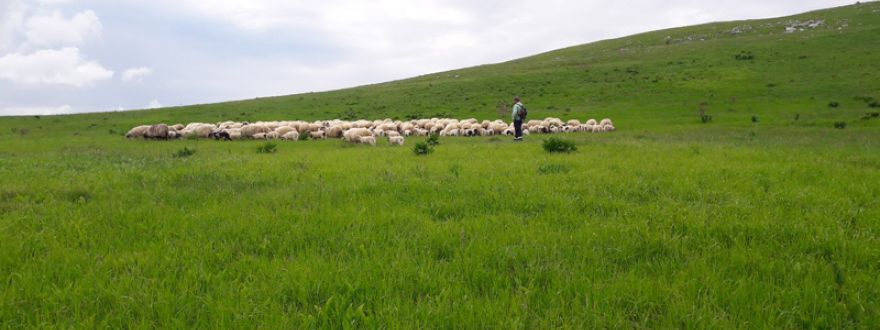 OPG Keča Perica OPG Keča Perica