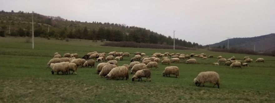 OPG Lekić Dragomir OPG Lekić Dragomir