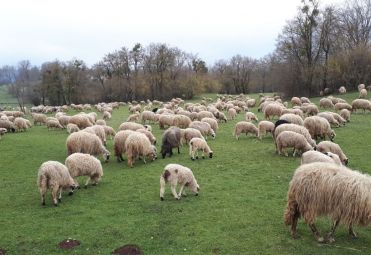 Obućina Katica family farm