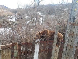 Utočište za mlade medvjede Kuterevo