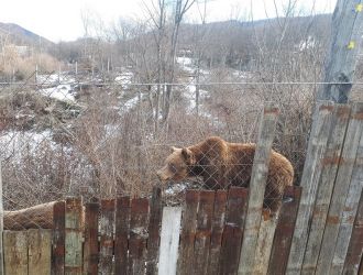 Bear Sanctuary Kuterevo