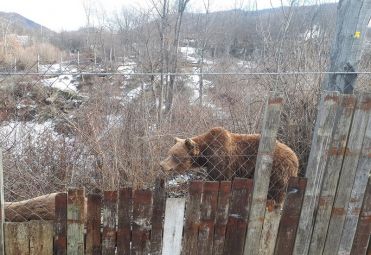 Utočište za mlade medvjede Kuterevo