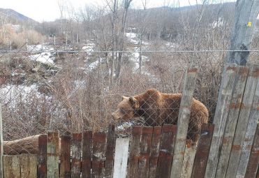 Bear Sanctuary Kuterevo