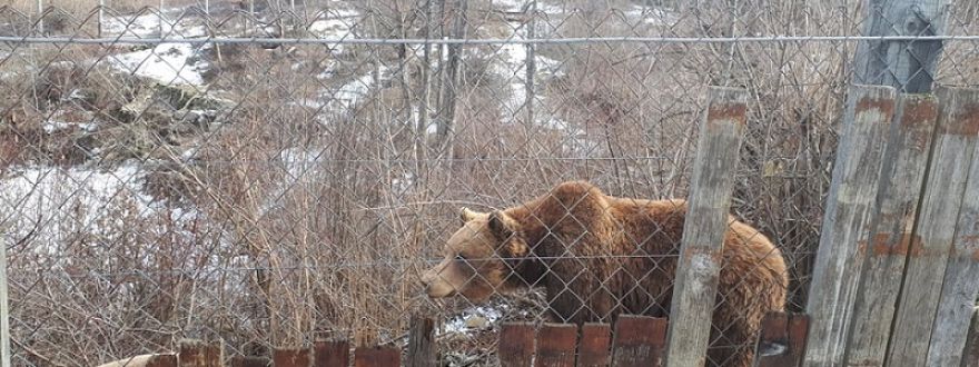 Bear Sanctuary Kuterevo