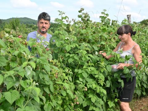 Lika destination - Spouses Dragan and Dana Šop have their hands full in July. Organic Lika raspberries have more and more supporters
