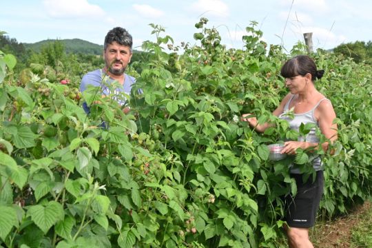 Spouses Dragan and Dana Šop have their hands full in July. Organic Lika raspberries have more and more supporters