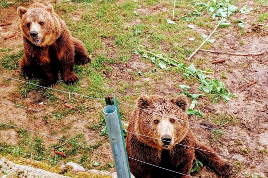 Harmoničan suživot ljudi, prirode i devet medvjeda u jedinstvenom utočištu u koje dolaze volonteri iz cijelog svijeta
