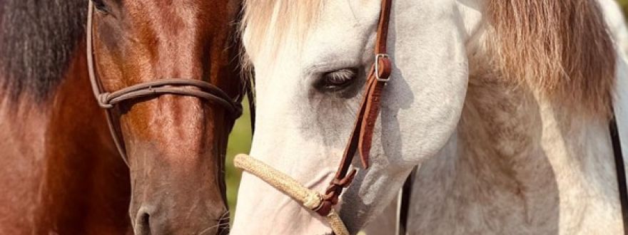 Wild Spring Ranch