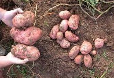 Ćaćić Božidar family farm