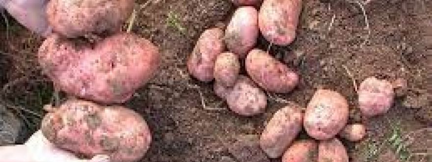 OPG Ćaćić Božidar OPG Ćaćić Božidar